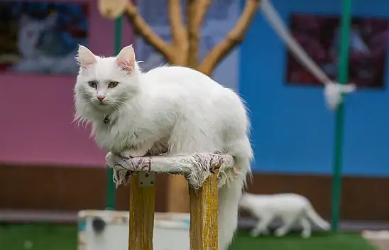 Orjinal Van Kedisi sayısında artış yaşanıyor