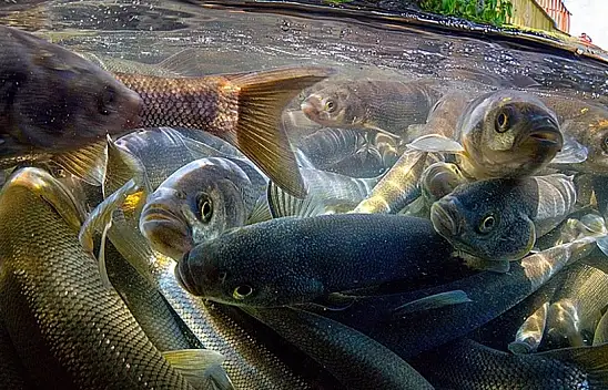 Van Balığı'nda yüksek miktarda mikroplastik bulundu