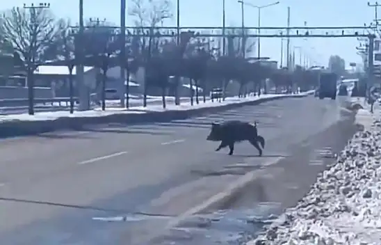 Van'da domuz sürüsü sürücülere zor anlar yaşattı