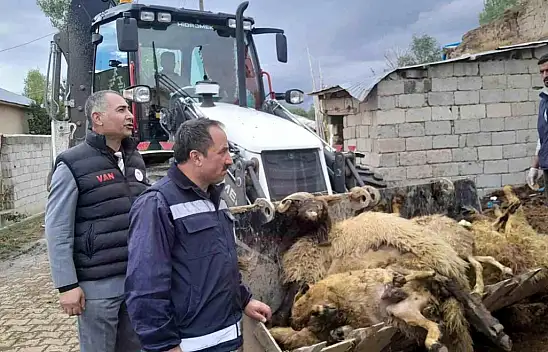Van'da onlarca koyun telef oldu