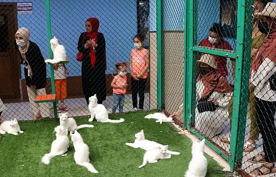 Van kedilerini 250 bin kişi ziyaret etti
