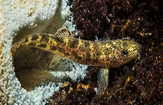 Van Gölü'nde Yeni Bir Balık Türü Keşfedildi