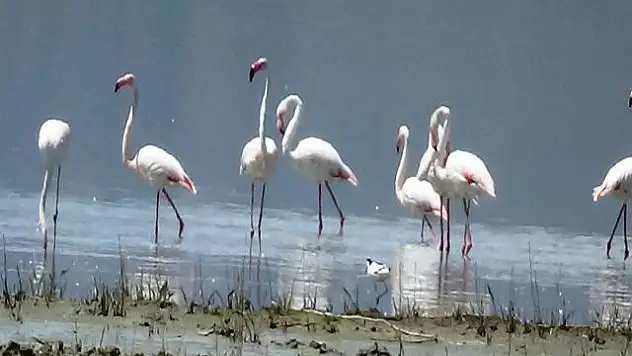 Van Gölü Havzası'nın narin kuşları flamingolar