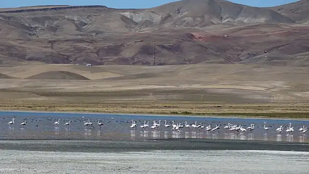Erçek Gölü'nün kıyılarındaki çekilme arttı