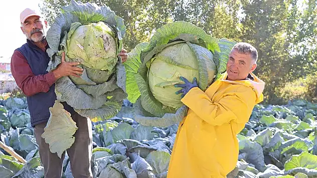 Erciş lahanası'nın hasadı başladı