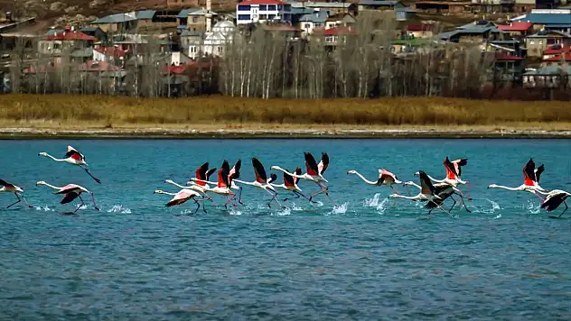 Flamingolar bıl yılda Van'da kaldı
