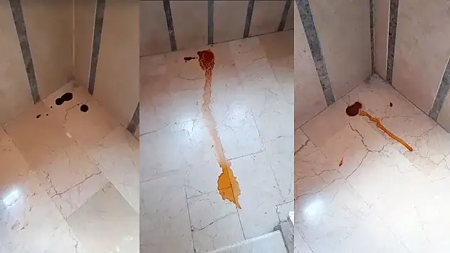 İpekyolu'nda site sakinleri kedi sorunuyla boğuşuyor: Belediye çözüm bulmuyor