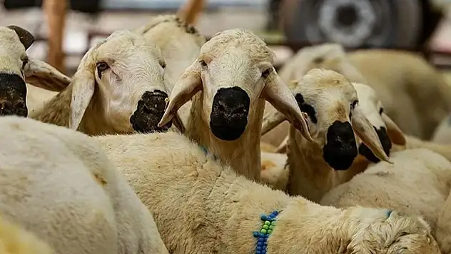 Kurban Kesecekler Dikkat: Cezası 16 Bin TL'ye Çıktı!