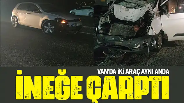 Van'da iki araç aynı anda ineğe çarptı