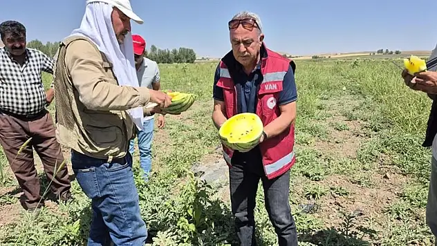 Van'da sarı karpuz hasadı!