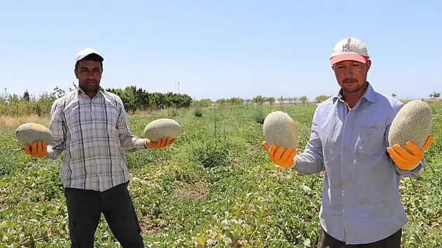 Van'da Sıhke kavununun hasadına başlandı