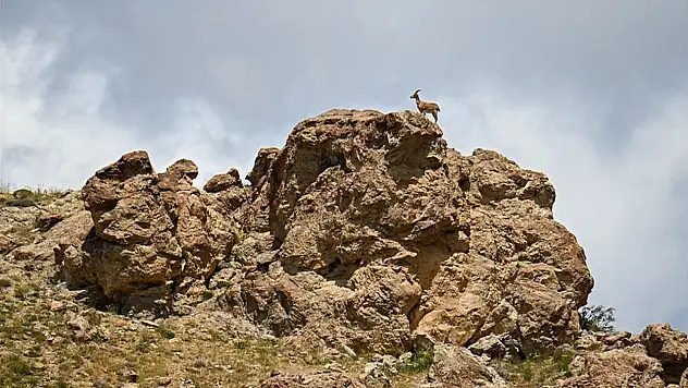Van'da yaban keçileri jandarma ekiplerinin korumasında
