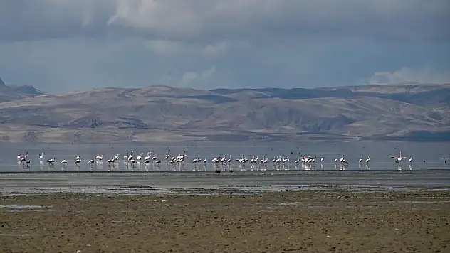 Van'daki Erçek Gölü 30 yılda 6 kilometrekare alan kaybetti