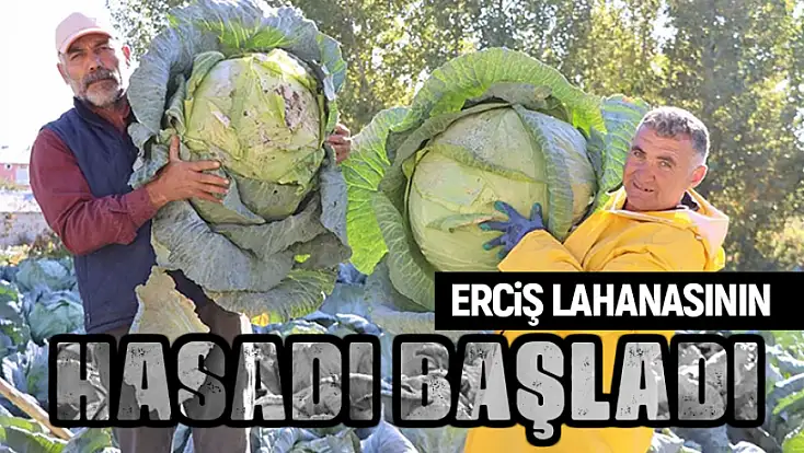 Erciş lahanası'nın hasadı başladı
