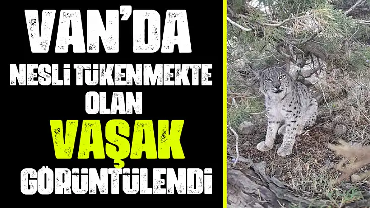 Van'da nesli tehlike altında olan vaşak görüntülendi