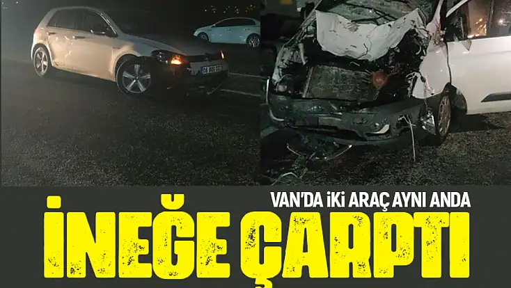 Van'da iki araç aynı anda ineğe çarptı