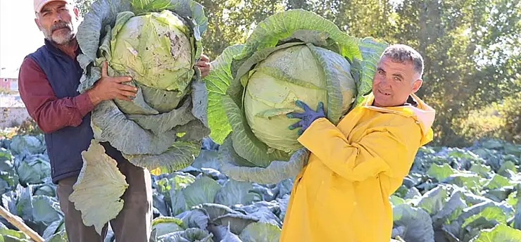 Erciş lahanası'nın hasadı başladı