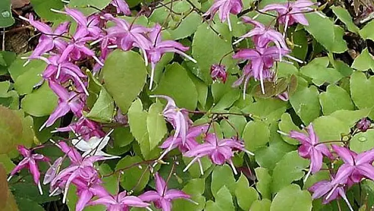 Haftada 3 gün tüketin yeter... Ciğerlerinizi ilk günkü haline getiriyor!