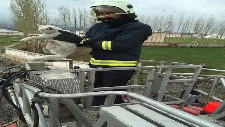 Ağaçta mahsur kalan kedi kurtarıldı