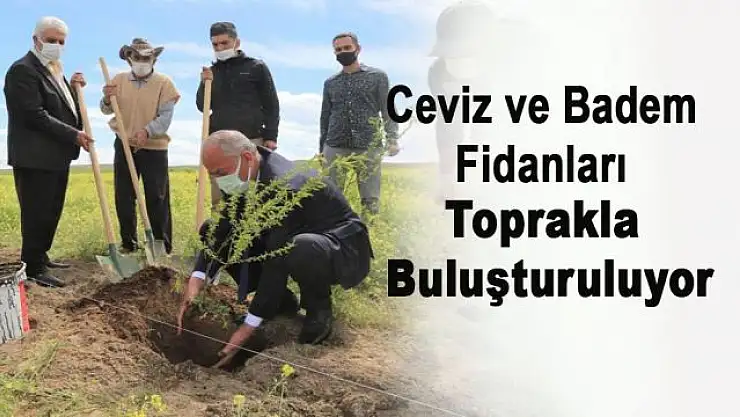 Tuşba'da ceviz ve badem fidanları toprakla buluşturuluyor