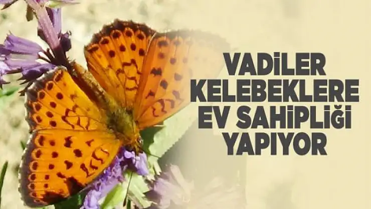 Van'daki vadiler, kelebeklere ev sahipliği yapıyor