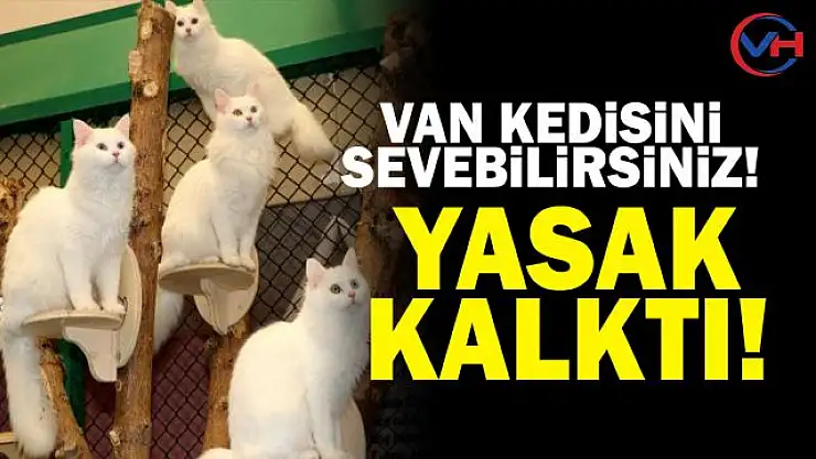 Van Kedisini sevme yasağı kalktı!