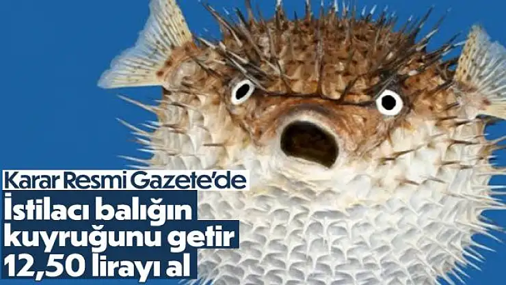 Balon balığı avcılığına destek!