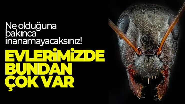 Karıncanın yüzüne yüzde 100 zum yapılınca çıkan görüntüye inanamayacaksınız
