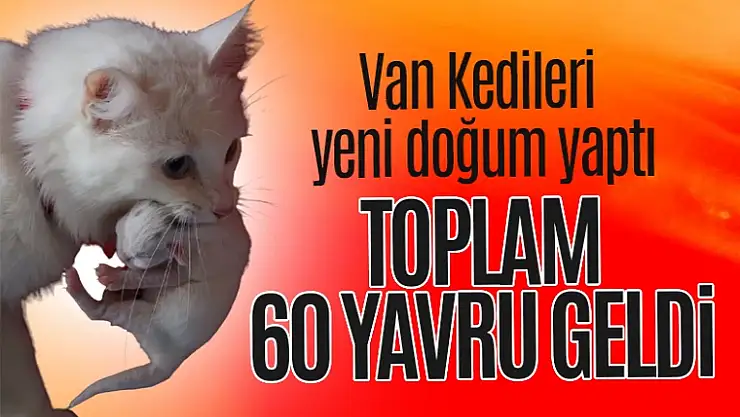 Van Kedi Villası'nda 20 kedi doğum yaptı