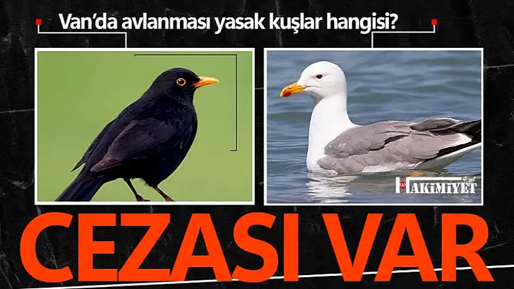 Van'da av yasağı olan kuş türleri hangileri?