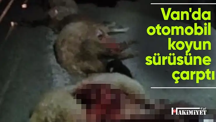 Van'da otomobil koyun sürüsüne çarptı, 15 koyun telef oldu