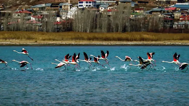 Flamingolar bıl yılda Van'da kaldı