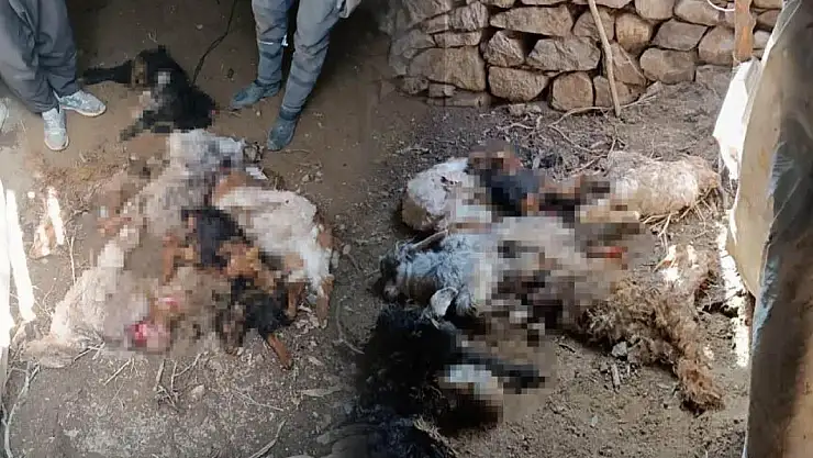 Van'da ahıra dalan ayı, keçileri telef etti