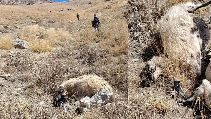 Van'da kurt saldırısı: Onlarca koyun telef oldu
