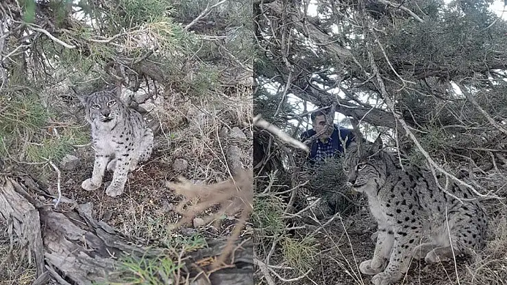 Van'da nesli tehlike altında olan vaşak görüntülendi
