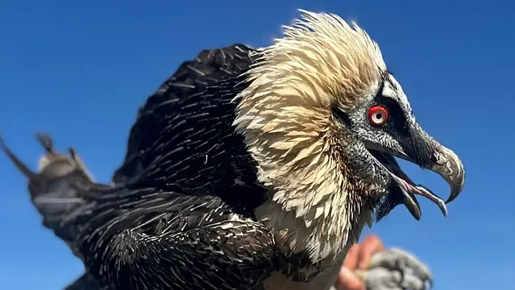 Van'da tedavi edilen yırtıcı kuşlar doğal yaşam alanına salınıyor