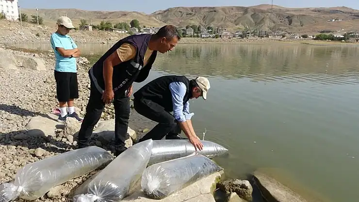 Van'daki göllere 450 bin yavru sazan bırakıldı