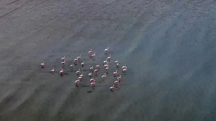 Van Gölü havzasın'daki flamingolar kışın da gitmedi