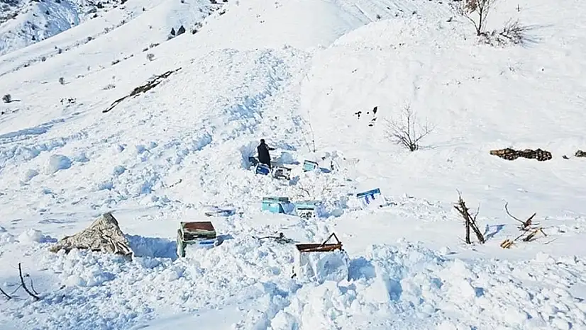 32 arı kovanı çığ altında kaldı