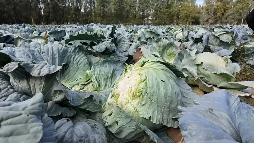 Erciş'in coğrafi tescil işaretli lahanasının hasadı başladı
