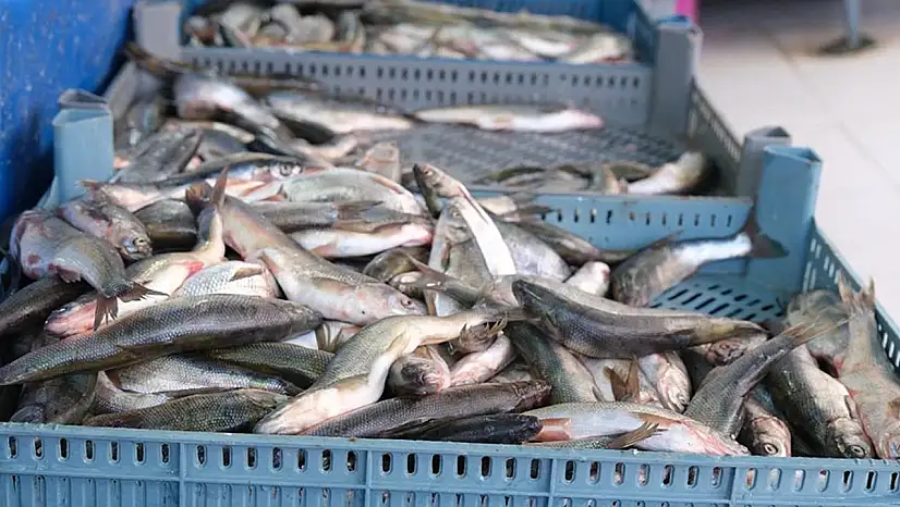 Van Balığı fiyat artışıyla dikkat çekti!