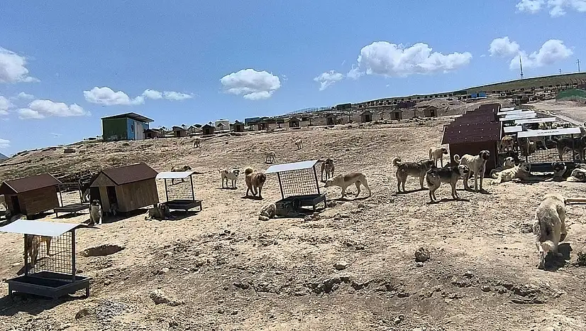 Van'da hayvan bakımları bayramda da devam etti