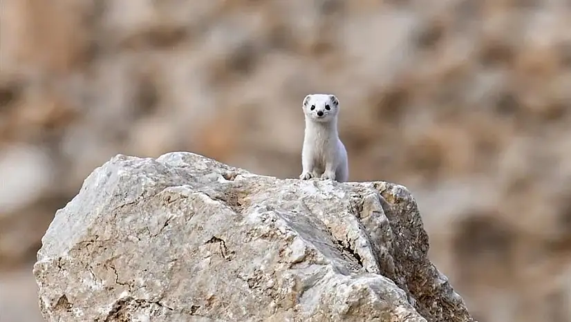 Van'da nesli koruma altındaki beyaz gelincik görüntülendi