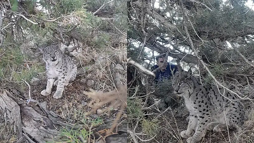 Van'da nesli tehlike altında olan vaşak görüntülendi