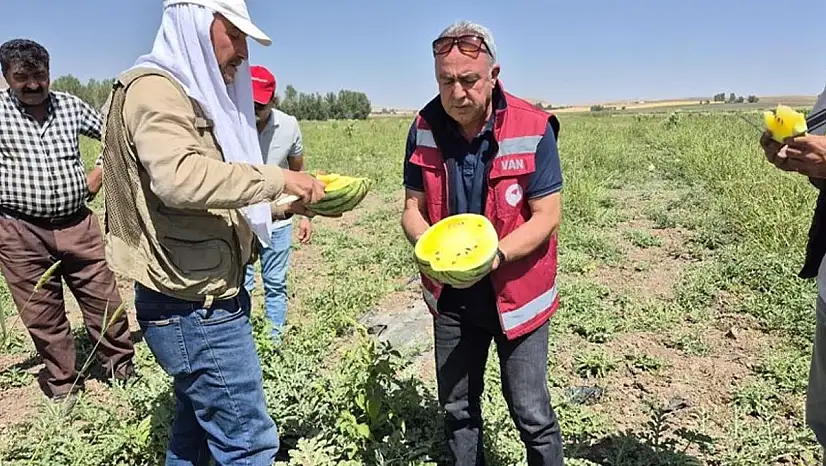 Van'da sarı karpuz hasadı!