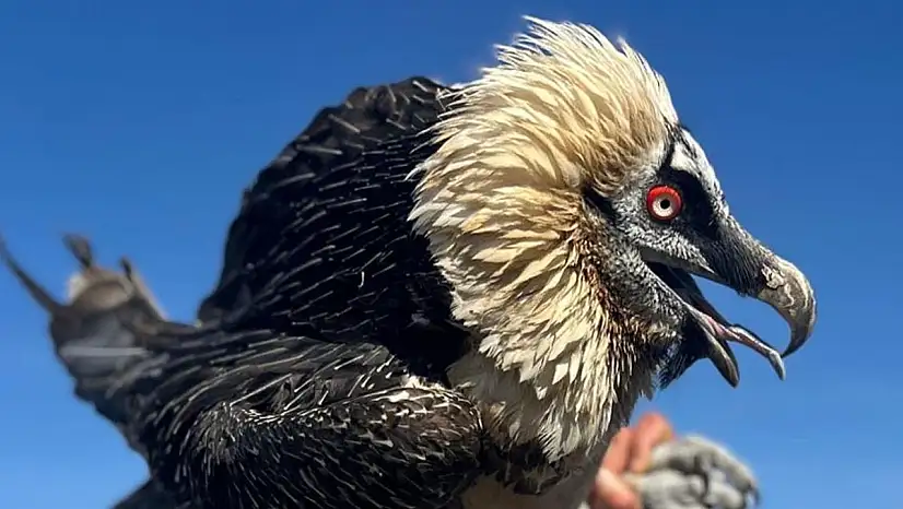 Van'da tedavi edilen yırtıcı kuşlar doğal yaşam alanına salınıyor