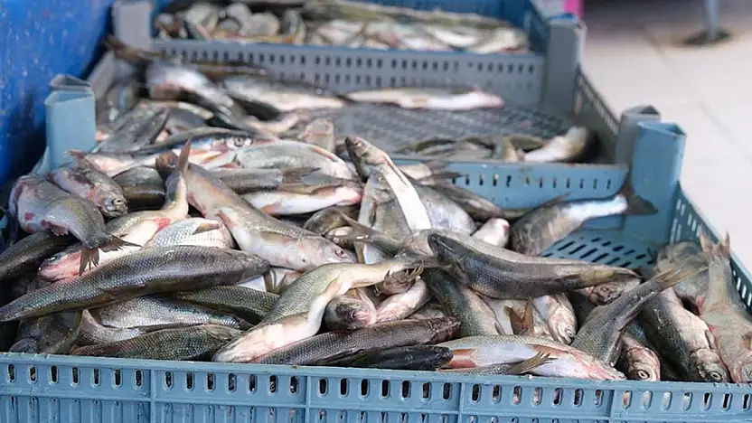 Van Balığı fiyat artışıyla dikkat çekti!