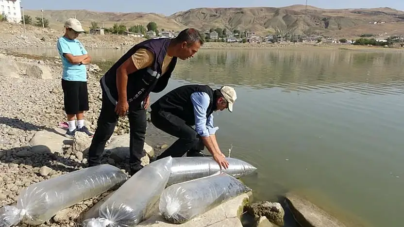 Van'daki göllere 450 bin yavru sazan bırakıldı
