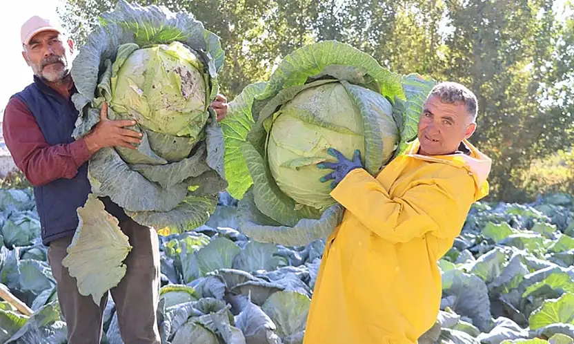 Erciş lahanası'nın hasadı başladı