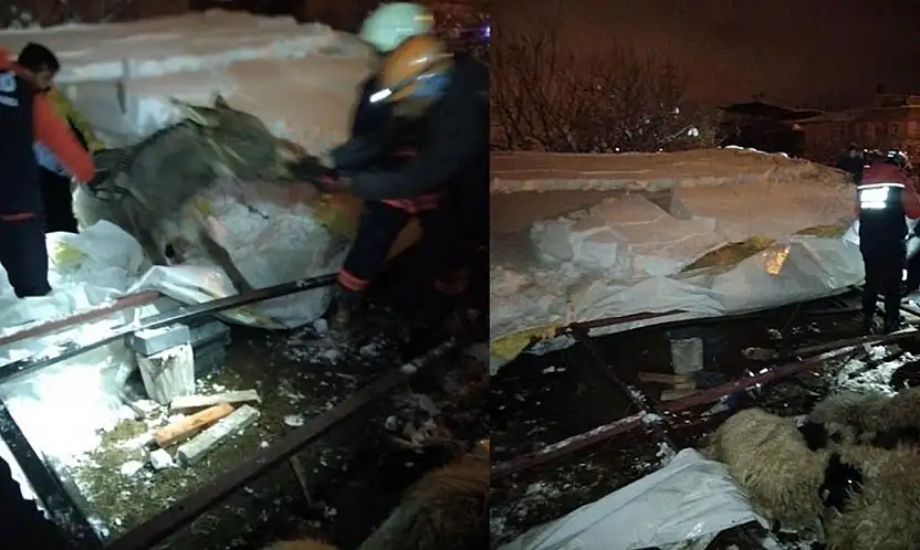 Van'da ahır çöktü: 5 küçükbaş hayvan telef oldu